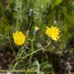 Hieracium porrifolium Other