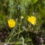 Hieracium porrifolium Autre