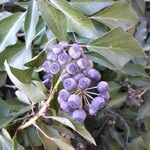 Hedera helix Fruit