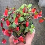 Kalanchoe manginii Лист