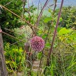 Allium ampeloprasum Kvet