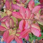 Vaccinium arctostaphylos Leaf