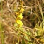 Solidago uliginosa Natur