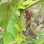 Solanum abutiloides Rinde