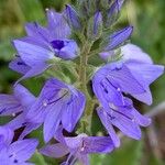 Veronica teucrium Flower