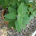 Salvia leucantha Liść