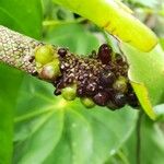 Anthurium nymphaeifolium Fruit