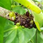 Anthurium nymphaeifolium ഫലം