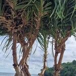 Pandanus odorifer Fruit