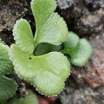 Asplenium ruta-muraria Blad