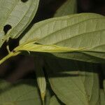 Piper xanthostachyum Leaf