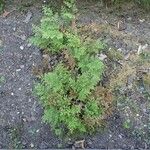 Selaginella tamariscina Tervik taim