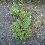 Selaginella tamariscina Habit