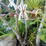 Haworthia longiana