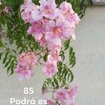 Podranea ricasoliana花