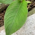 Heliconia farinosa Folio