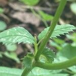 Sanguisorba officinalis পাতা