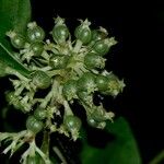 Psychotria hebeclada その他の提案