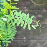 Vicia hirsuta Feuille