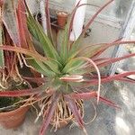 Aloe spicata Elinympäristö