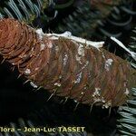 Abies cephalonica Gyümölcs