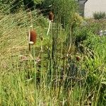 Typha minima Blüte