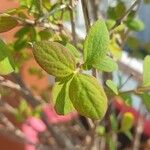 Clematis viticella Leaf