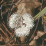 Calochortus coeruleus പുഷ്പം