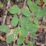 Lespedeza hirta Leaf