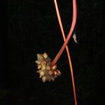 Psychotria densinervia Fruit