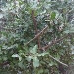 Quercus coccifera Blad
