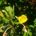 Oenothera rubricaulis Flor