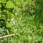 Lepidium sativum Blad