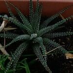 Haworthia attenuata পাতা