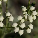 Parthenium confertum Žiedas