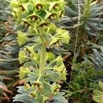 Euphorbia characias Floro