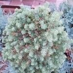 Picea glaucaFolha