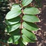 Coriaria japonica Лист