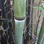 Phyllostachys nigra Bark