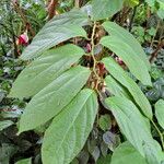 Aristolochia tricaudata Levél