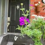 Verbena tenera Leaf