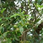 Agarista salicifolia Ffrwyth