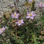 Spergularia rupicola Blomma