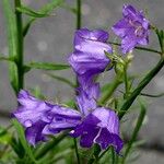 Campanula rhomboidalis Bloem