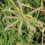 Dactyloctenium aegyptium ഫലം