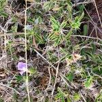 Barleria delamerei Агульны выгляд