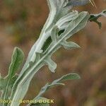 Centaurea eriophora 其他