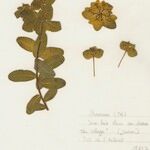 Euphorbia canuti Flower
