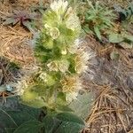 Phacelia heterophylla 花