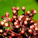 Skimmia japonica Fiore